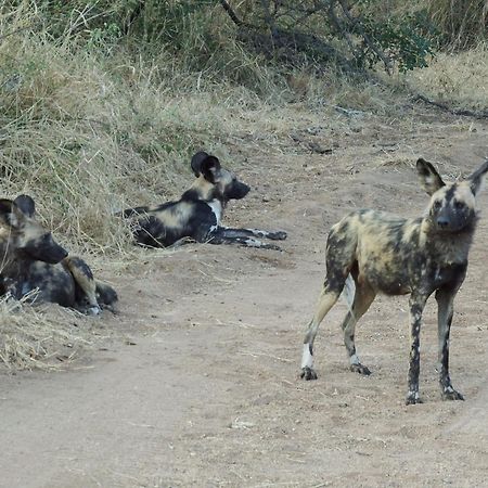Ndzuti Bush Camp Hotel Balule Game Reserve Exterior photo
