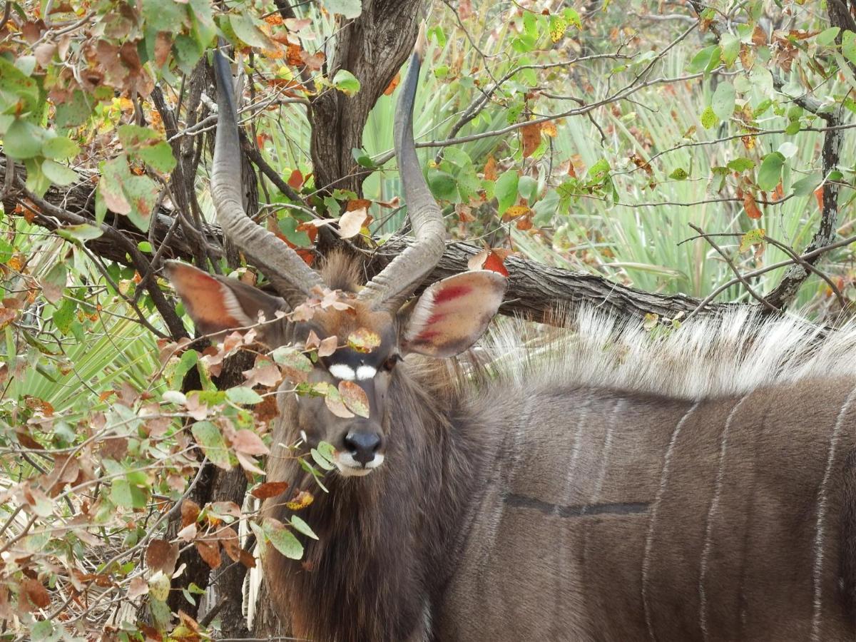 Ndzuti Bush Camp Hotel Balule Game Reserve Exterior photo