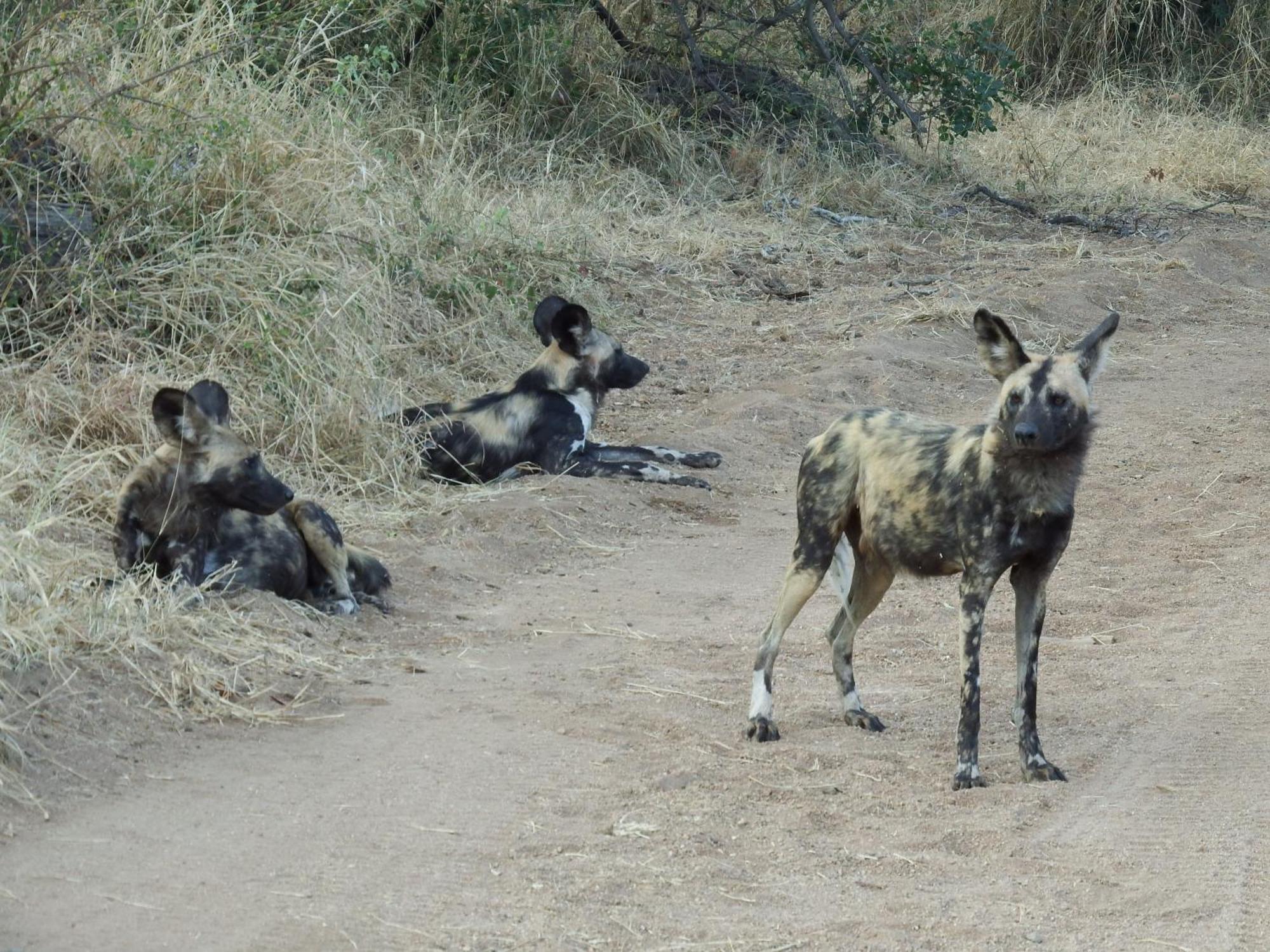 Ndzuti Bush Camp Hotel Balule Game Reserve Exterior photo